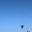 bluesky-social